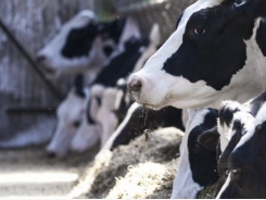 Revised regional methane emission factors required for dairy cattle