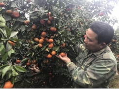 Orange and grapefruit, worry about “failing”: Ministry of Agriculture does not have plan