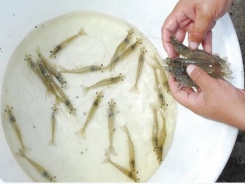 A study of Zoea-2 Syndrome in hatcheries in India, part 1