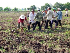 Thế mạnh vùng nguyên liệu khoai lang