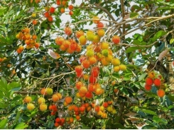 Vietnam first in line to export rambutans to New Zealand