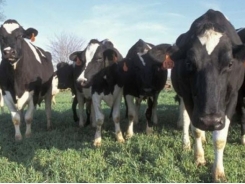 More accurate estimates of dairy cattle methane emissions developed