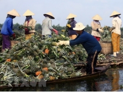 Fruit processing factory to be built in Hau Giang