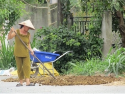 Tăng thu nhập từ... phân bò