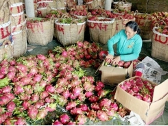 Chinese firms must report origin of Vietnamese fruits