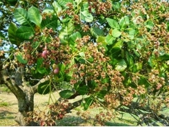 Raw material shortage to result in halted production