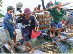 Three-tier cooperation plan to boost tra fish quality approved