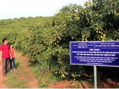 Tan Yen strives to grant new VietGAP certificate to early ripen lychee growing area