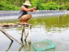 Nuôi thí điểm hải sâm tại đầm nước mặn Sa Huỳnh