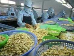 Bình Phước cashew GI certified, aims to create national brand