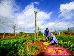 Vietnam & Australia mark 25 years of agriculture cooperation