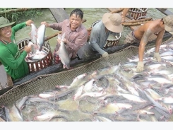 Nâng cao chất lượng cá tra giống