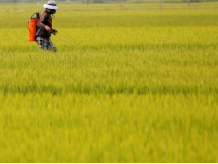 Prices of rice dip in Asia as demand eases for India variety, Vietnam harvests peak