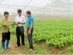 Bac Giang expands area of VietGAP production to raise farm produce quality