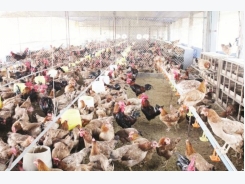 The livestock sector is heavily influenced by CPTPP