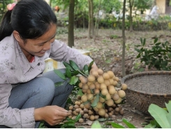 Chăm bón nhãn sau thu hoạch