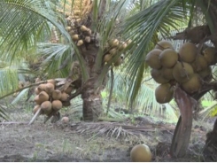 Ngỡ ngàng với mô hình trồng dừa Mã Lai