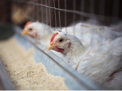 Why adding enzymes to poultry diets improves digestion
