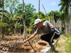 Mô hình vườn kiểu mẫu của một cựu chiến binh