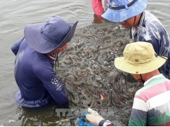 Delta district expands shrimp-rice farms