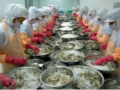 Shrimp exports see bright prospect this year