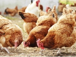 Enriched environments may aid chickens' response to stress