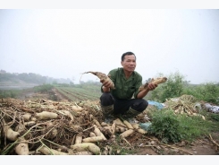 Hà Nội to build wholesale market for vegetables