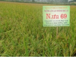 N. ưu 69, giống lúa lai rất thích hợp cho vụ mùa