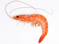 Balanced protein/energy diet may offer low-cost feed for farmed shrimp