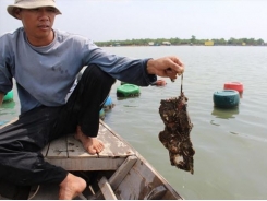 Raising oysters with fiber cement roofing sheets be dangerous: experts