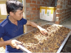 Thu hàng trăm triệu đồng từ mô hình cà phê chồn