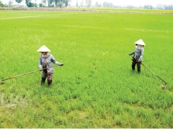 Cần loại bỏ thói quen gieo sạ dày, lãng phí giống