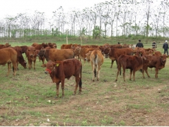 Một số biện pháp nâng cao sức sinh sản ở bò sữa, bò thịt