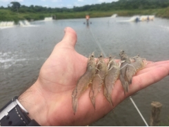 Ongoing production issues in shrimp farming, part 2