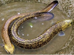 Pilot project breeds marbled eels in Bac Giang