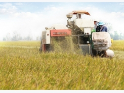 Doanh nghiệp bao tiêu 20.000 ha lúa Nhật cho nông dân miền Tây