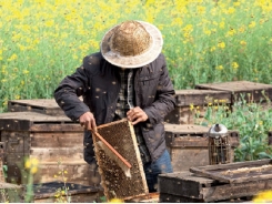 Raw honey producers export at low prices