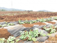 Nghệ An: Nông dân sang Thanh Hóa thuê đất trồng dưa hấu