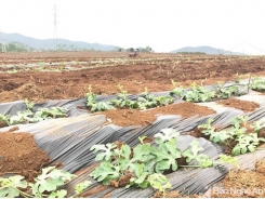 Nghệ An: Nông dân sang Thanh Hóa thuê đất trồng dưa hấu