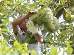 Farmers cash in on intercropping