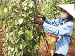 The struggling price of pepper