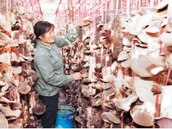 Bac Giang encourages mushroom growing linkage chain