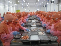 Pressure from brackish shrimp export of over US$ 4.2 billion?