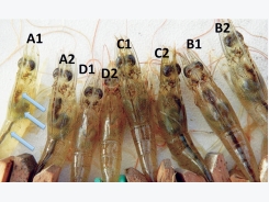 Tilapia could enhance water conditions, help control EMS