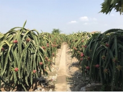 Cooperatives, clean farming methods help farmers raise the bar