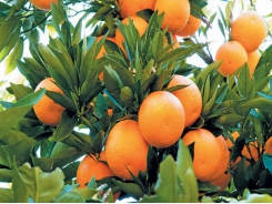Hi-tech innovation revolutionises a Limpopo citrus farm
