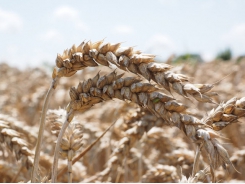 Phytase và ảnh hưởng của nó đến khả năng tiêu hóa DDGS lúa mì đen (lúa mì lai)