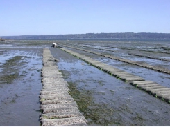 Can breeding science revolutionise shellfish production?