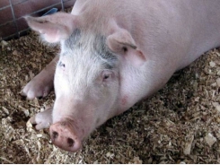 New swine research center offers industry insights