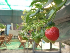 Strawberry farm in Hà Nội - evidence of potential farm tourism